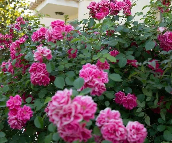 Palaiohora Avias * Avía